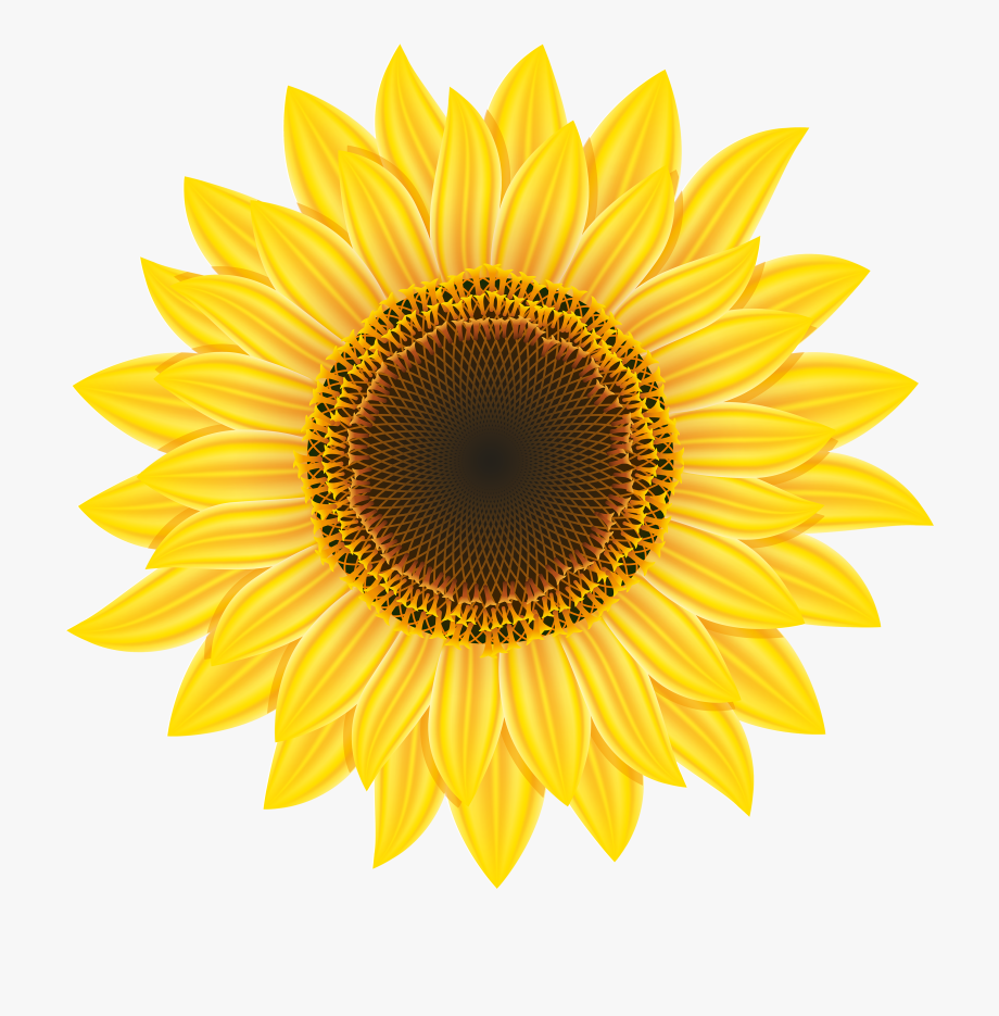 Sunflower Clipart Web Png - High Res Flower Png , Transparent 