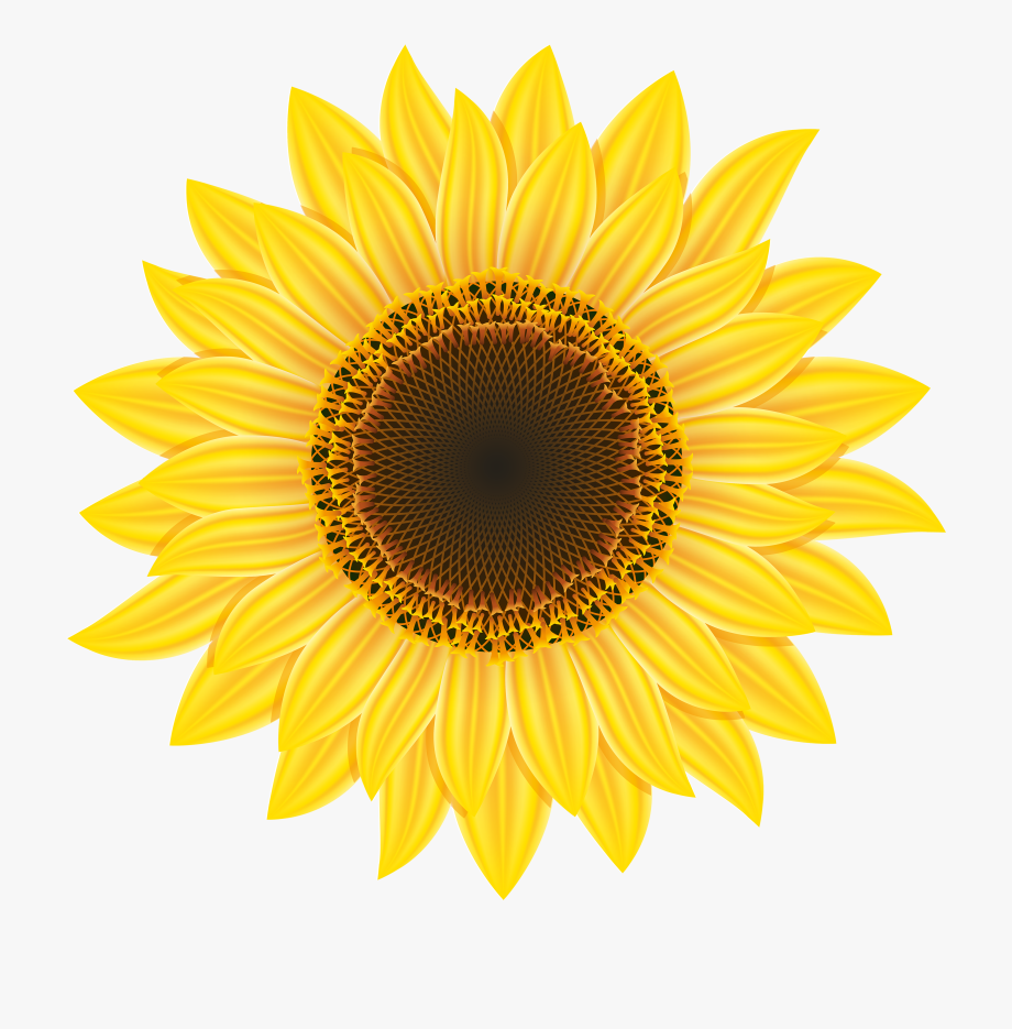 Free Cartoon Sunflower Cliparts, Download Free Cartoon Sunflower