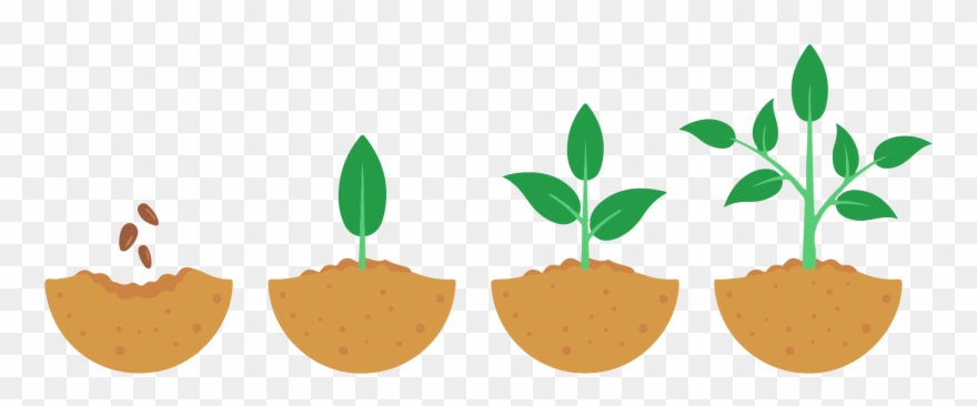 Seeds Take Time To Grow - Growing Process Of A Plant Clipart 
