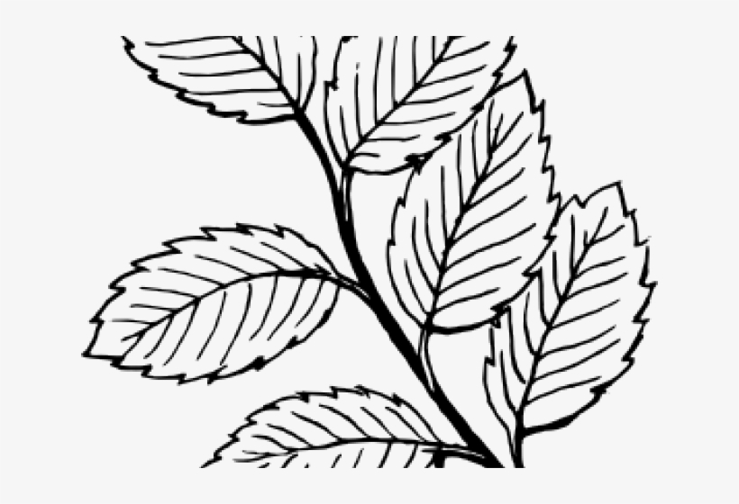 Jungle Leaves Cliparts - Leaves Black And White Coloring 