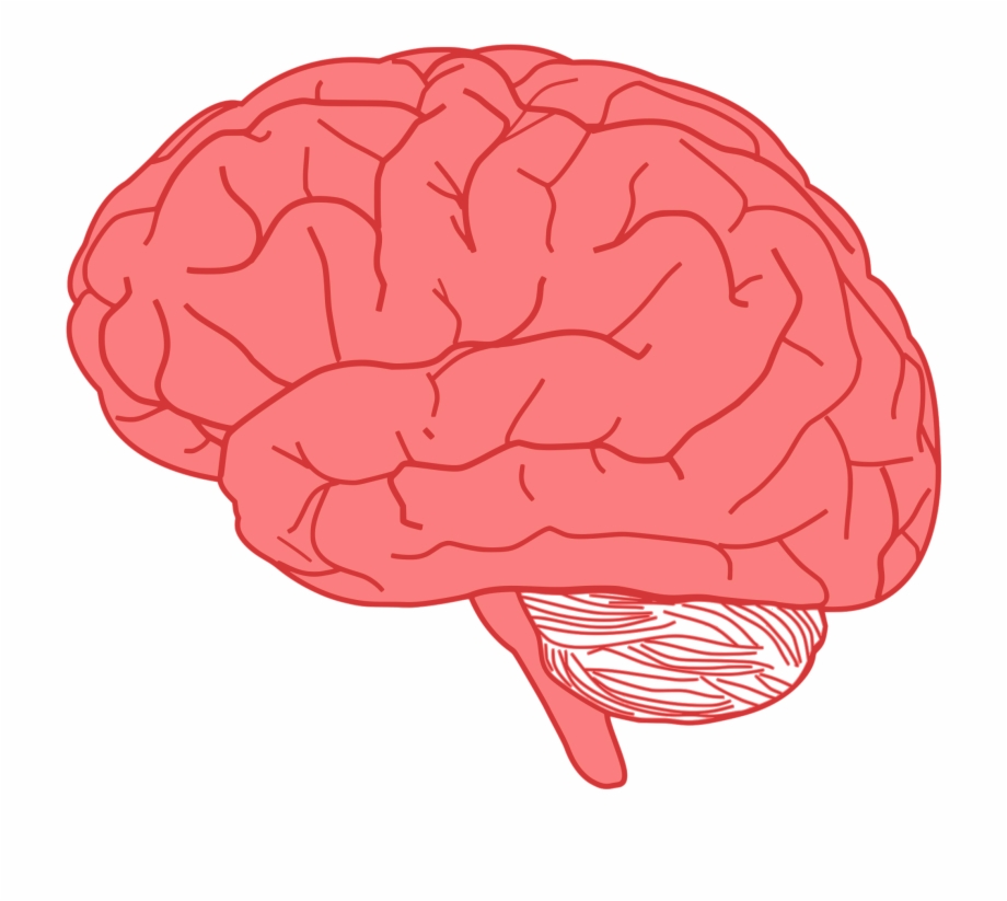 Brain Human Anatomy Body - Brain Clipart | Transparent PNG 