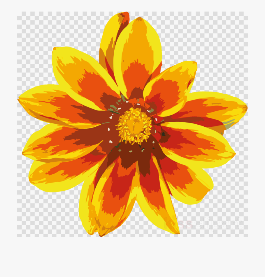 Marigold Clipart - Transparent Background Yellow Star Png 