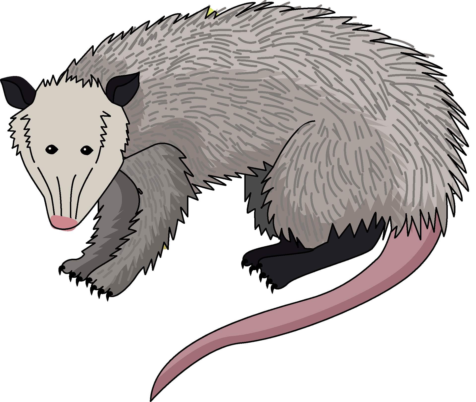 Free Possum Clipart, Download Free Possum Clipart png images, Free