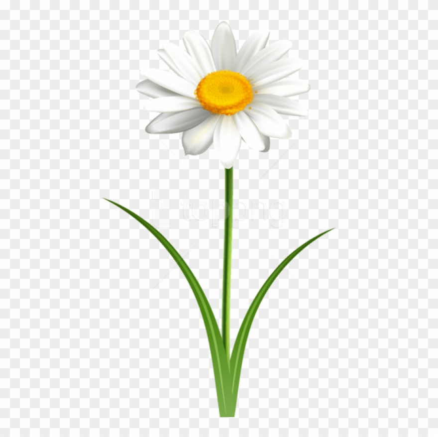 Free Png Download Daisy Flower Transparent Png Images - Daisy 