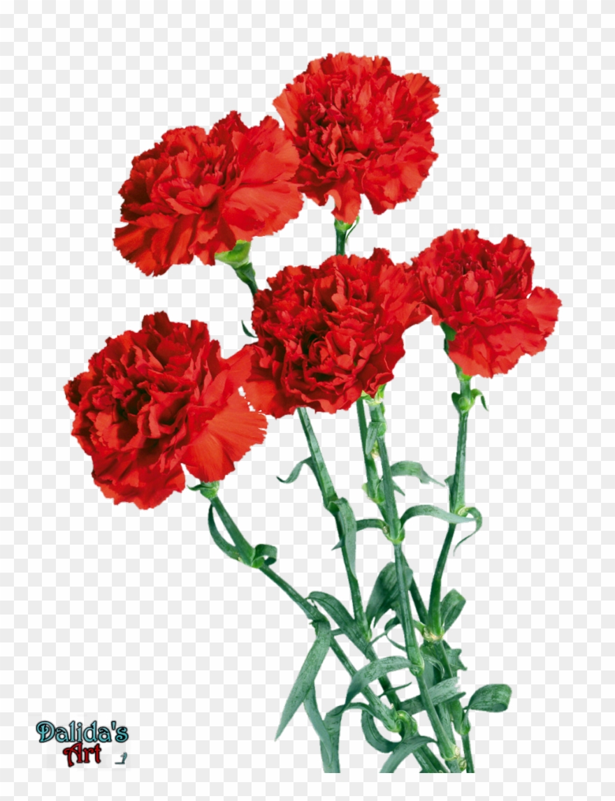 Flower Render Clipart Carnation Flower Clip Art - Prof Ay??eg??l 