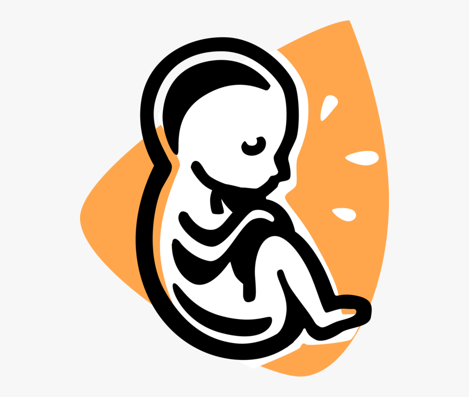 Free Fetus Cliparts, Download Free Fetus Cliparts png images, Free