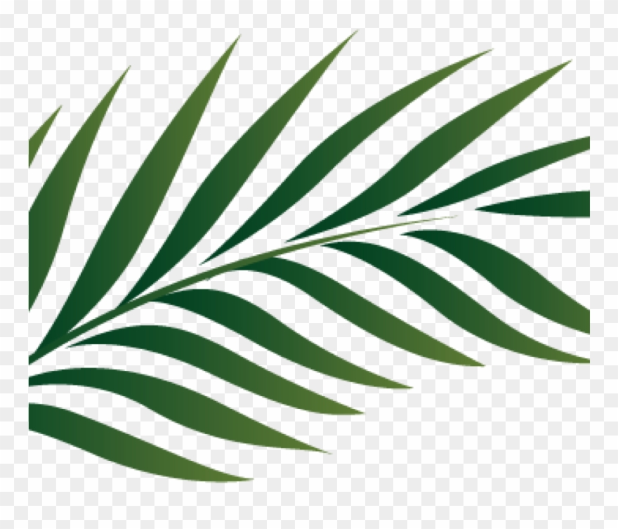 Palm Clipart Palm Branch Image Free Cliparts That You - Palm 
