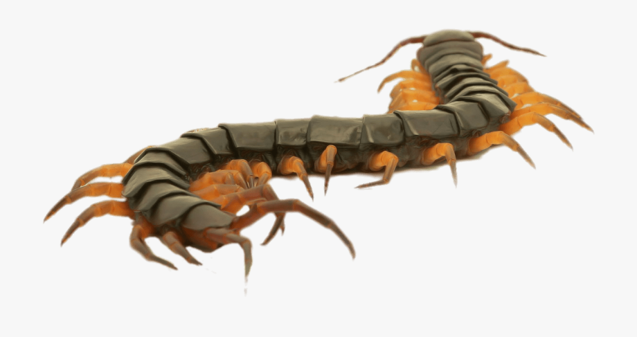 Free Centipede Cliparts, Download Free Centipede Cliparts png images