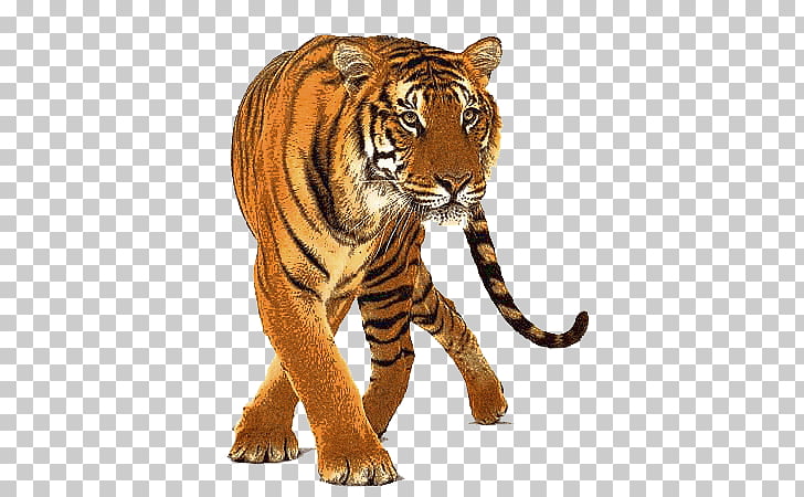 Beautiful Tiger Front, brown tiger illustration PNG clipart | free 
