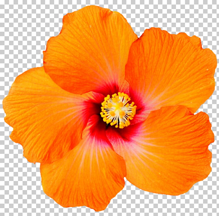 Shoeblackplant Hawaiian hibiscus Desktop Spider hibiscus, orange 