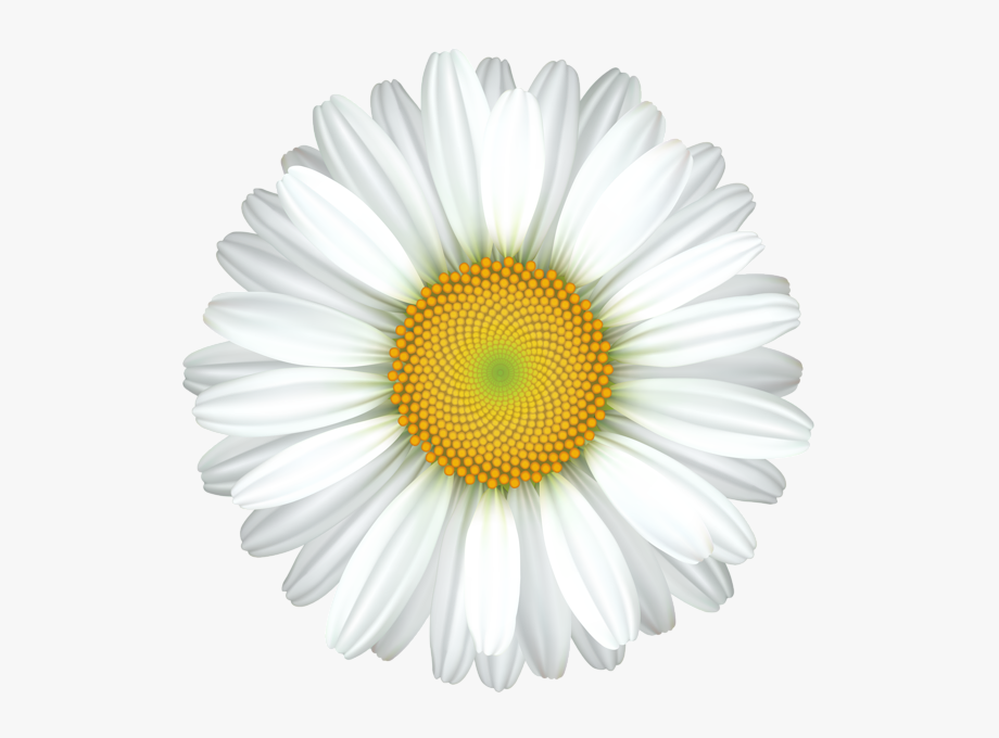 Daisy Flower Transparent Clip Art Image - Transparent Daisies 