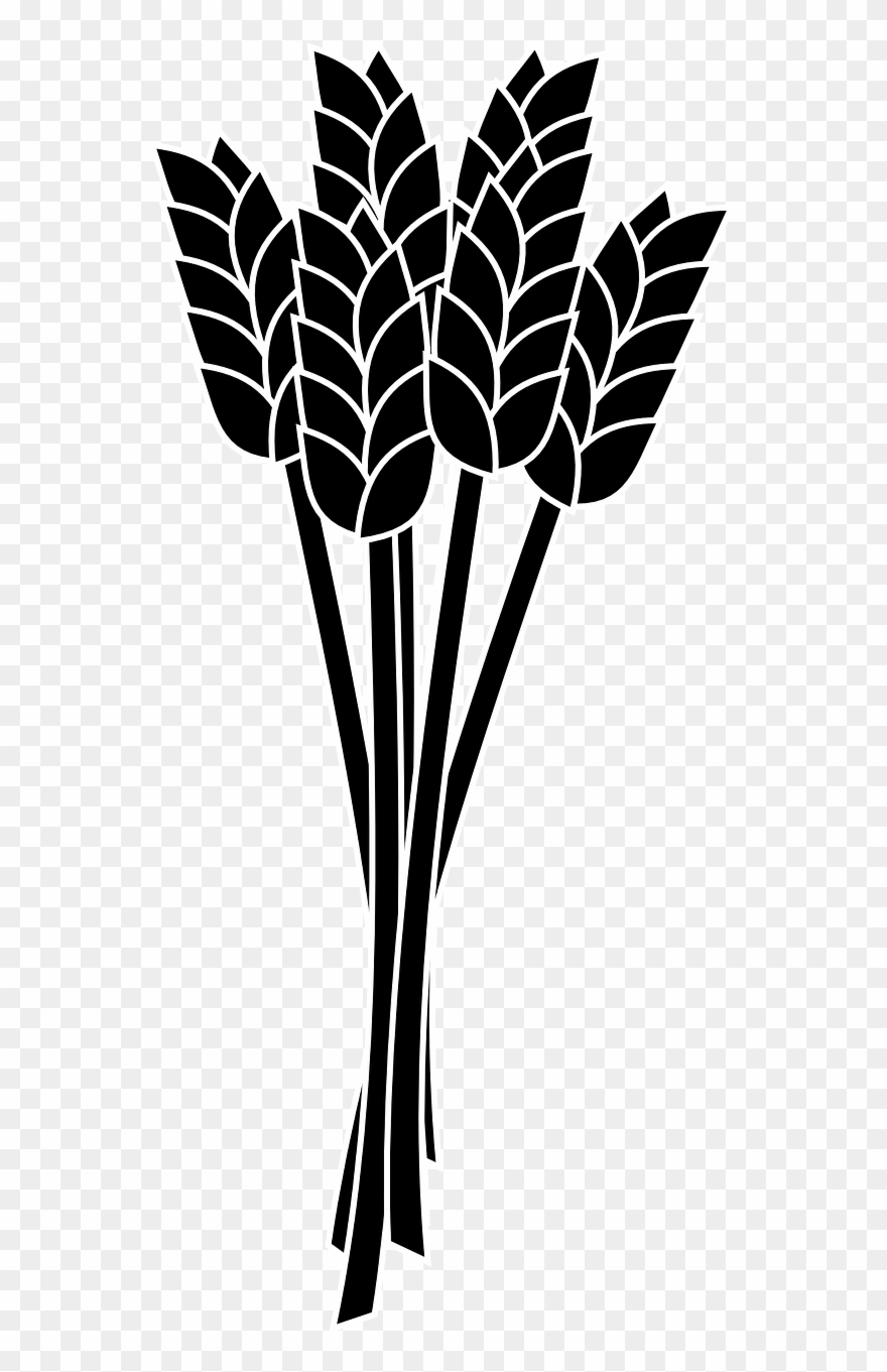 Wheat Spike Bunch Grain - Crops Clipart Black And White 