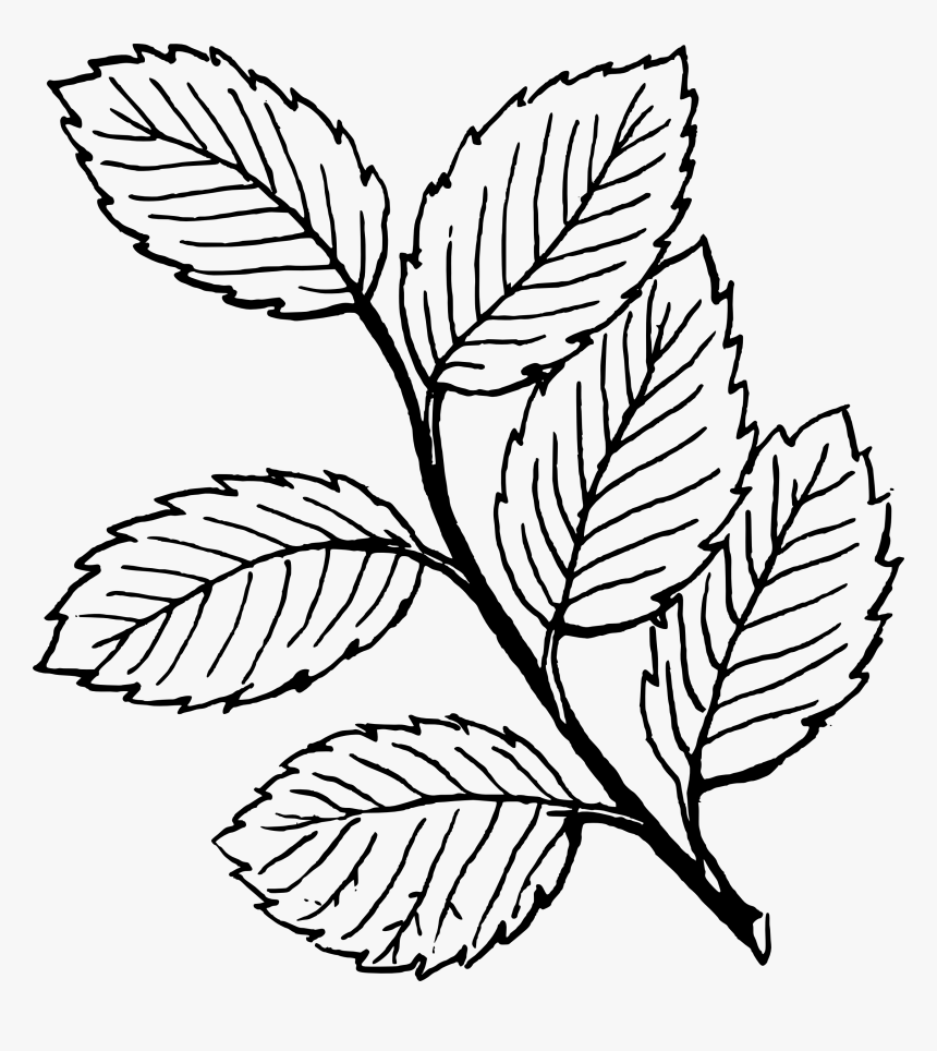 Free Black And White Leaves Clipart, Download Free Black And White