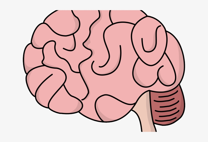 Brains Clipart Human Brain - Brain Clipart - Free Transparent PNG 