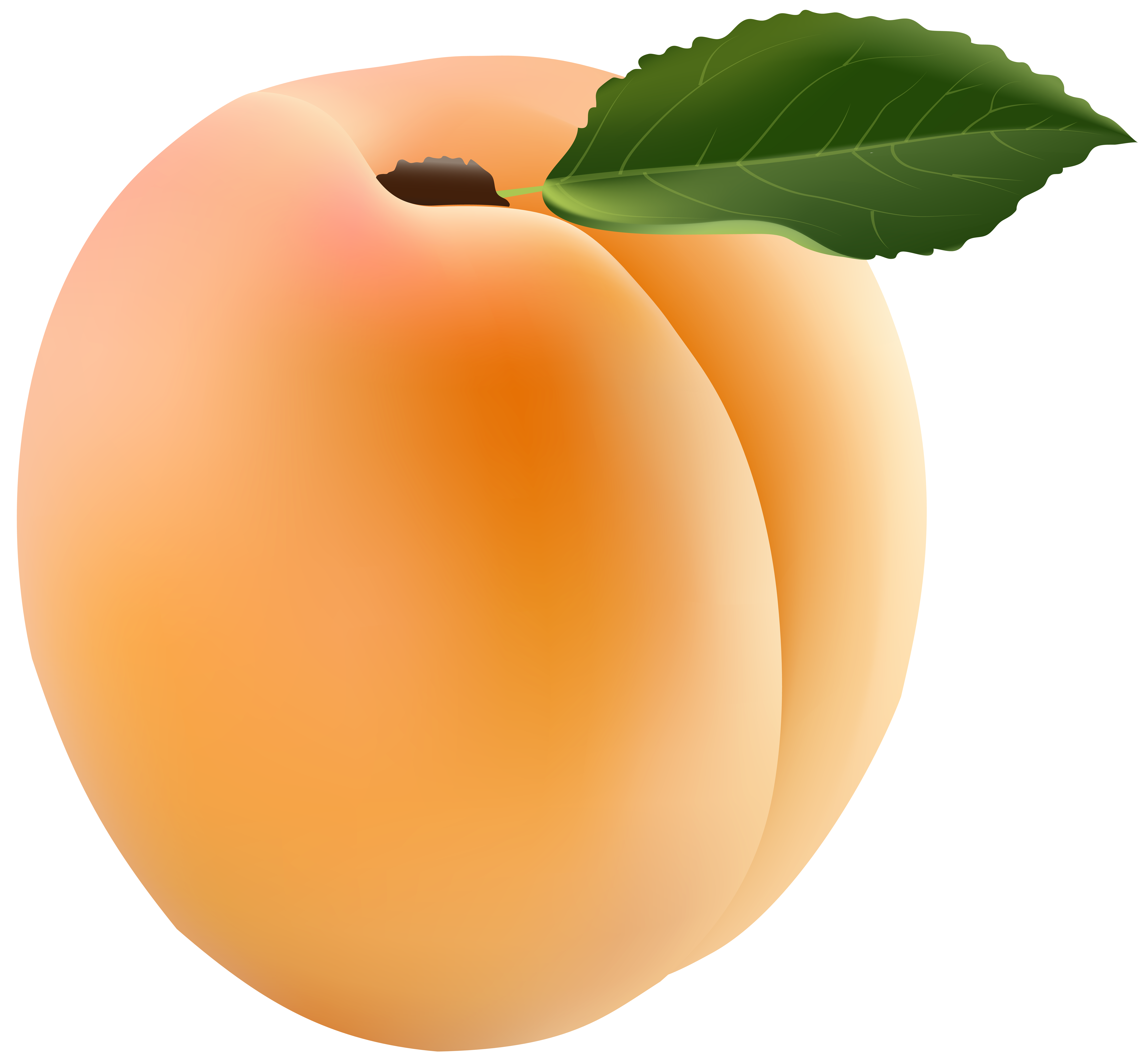 Apricot Transparent PNG Clip Art Image | Gallery Yopriceville 