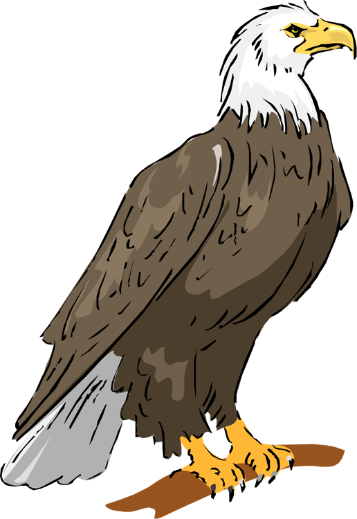 Bald eagle free clip art pictures 2 