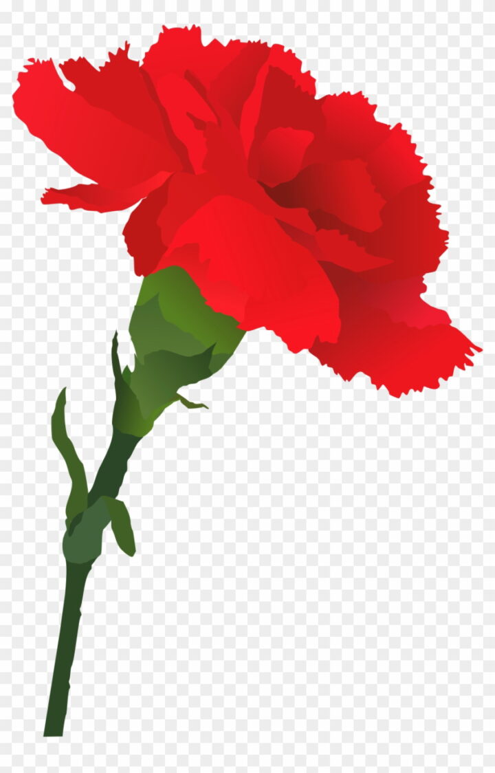 Free Carnation Cliparts, Download Free Carnation Cliparts png images