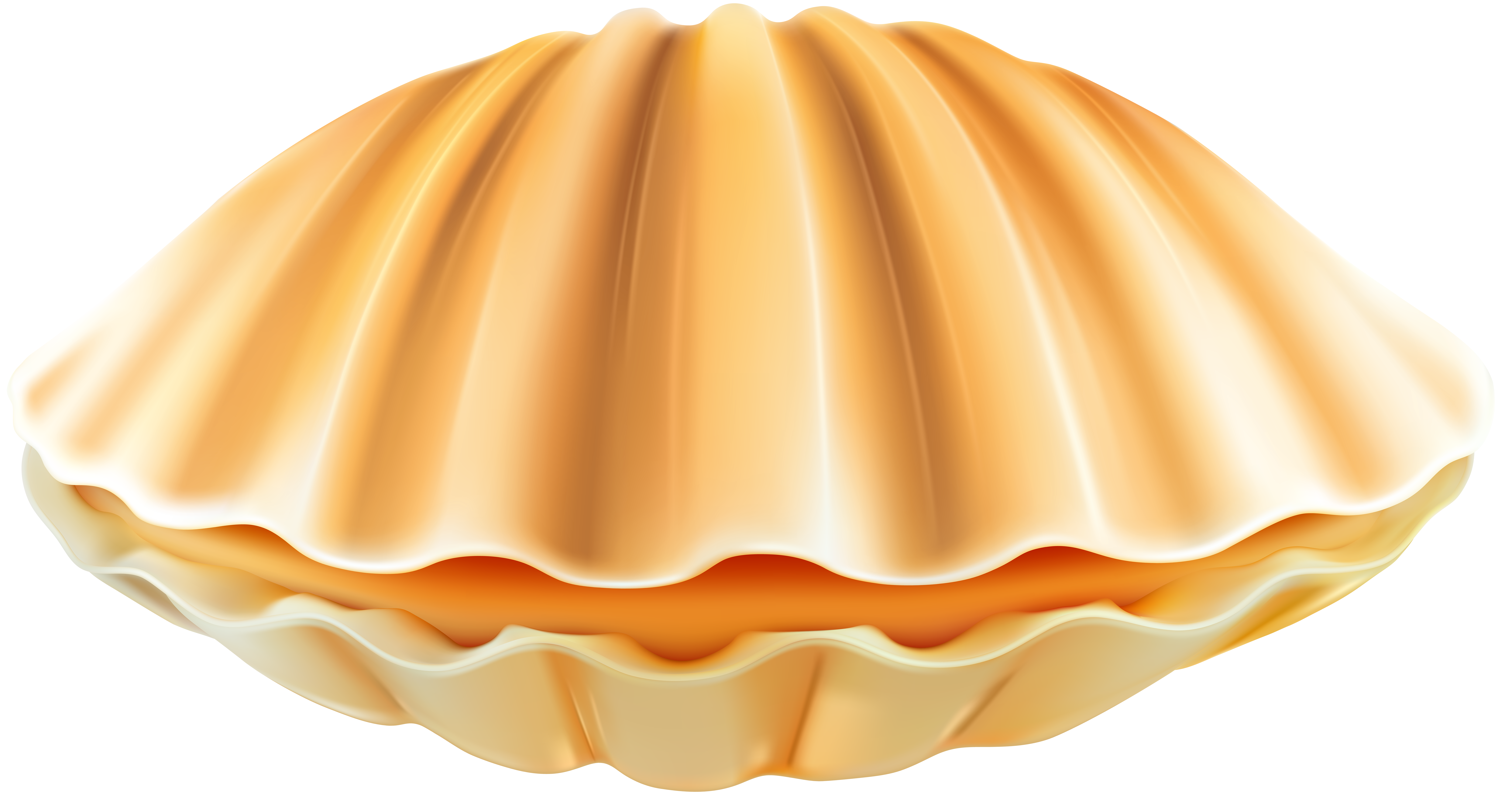 transparent clam png - Clip Art Library.
