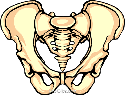 Pelvis bone Royalty Free Vector Clip Art illustration -medi0096 