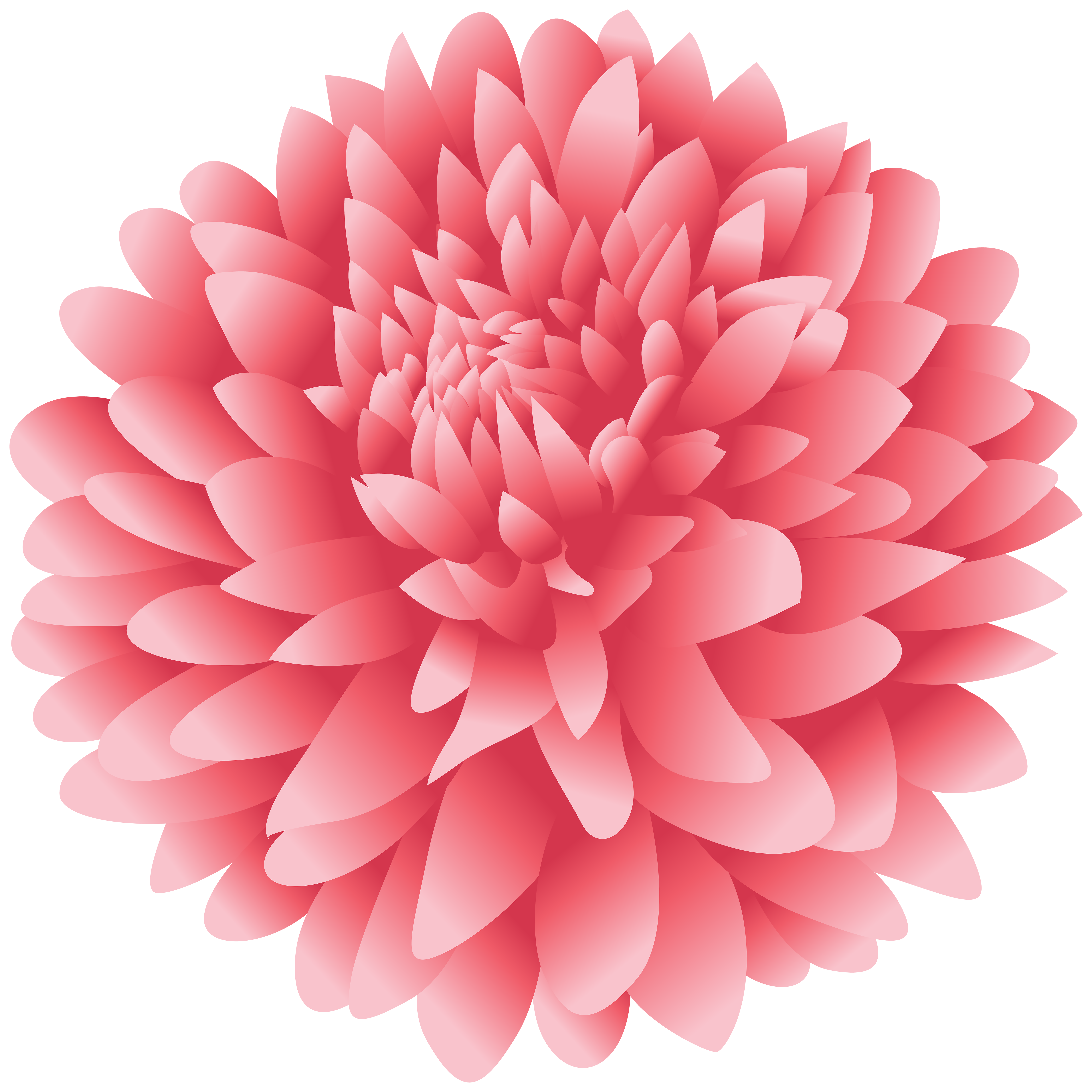 Free Dahlia Flower Cliparts Download Free Clip Art Free Clip Art On Clipart Library