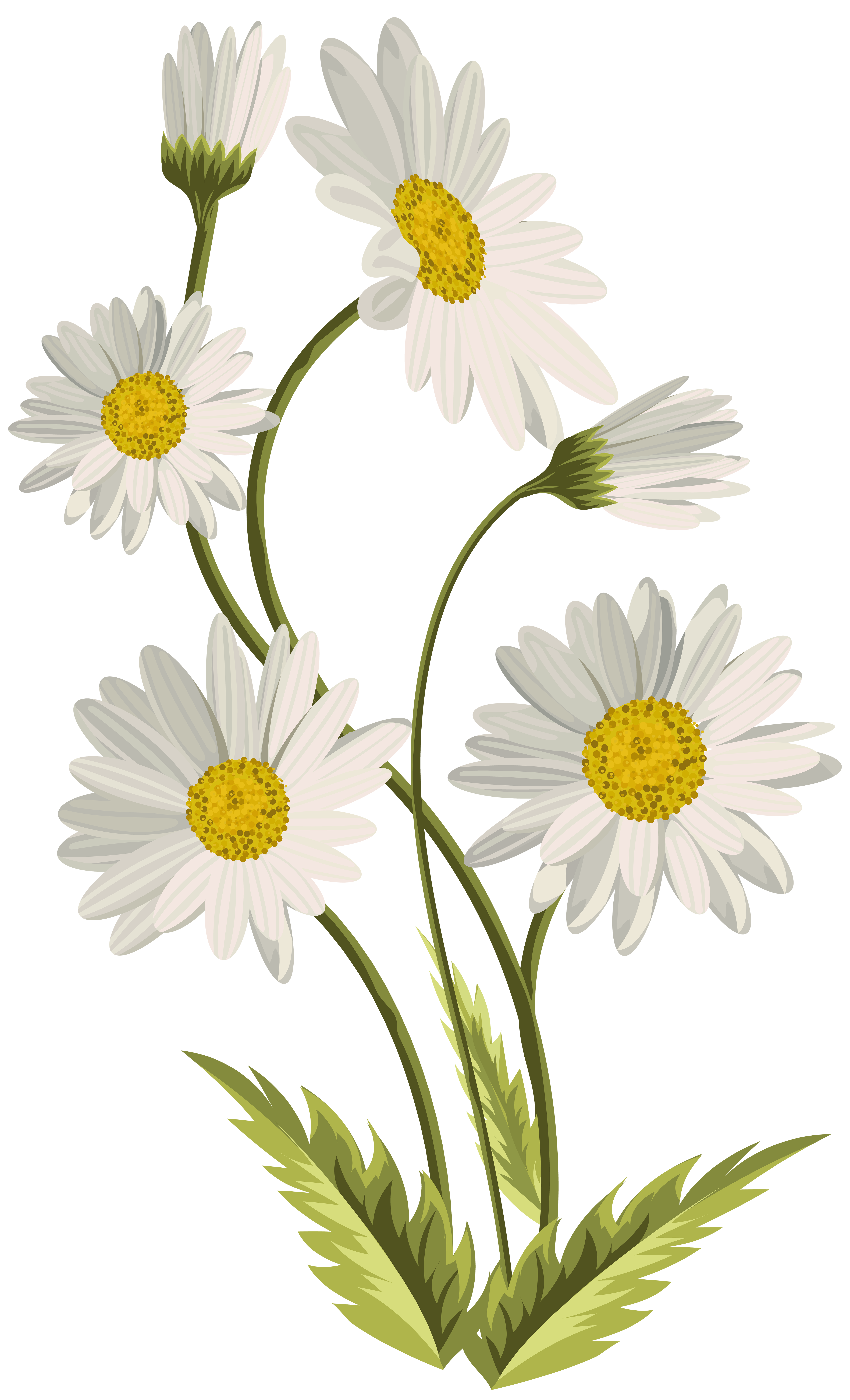 Daisies Transparent PNG Clip Art Image | Gallery Yopriceville 