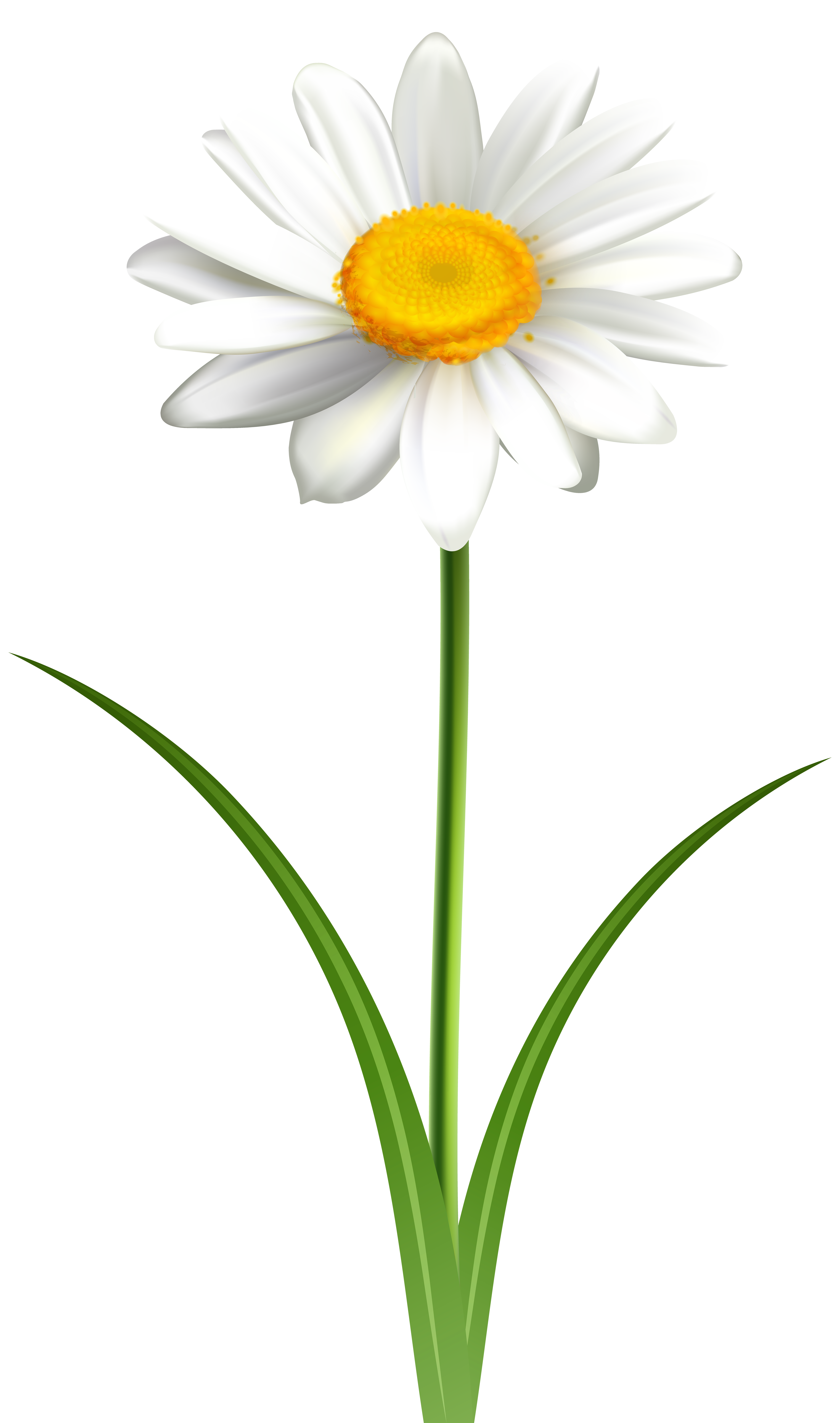 Daisy Flower Transparent PNG Clip Art Image | Gallery 
