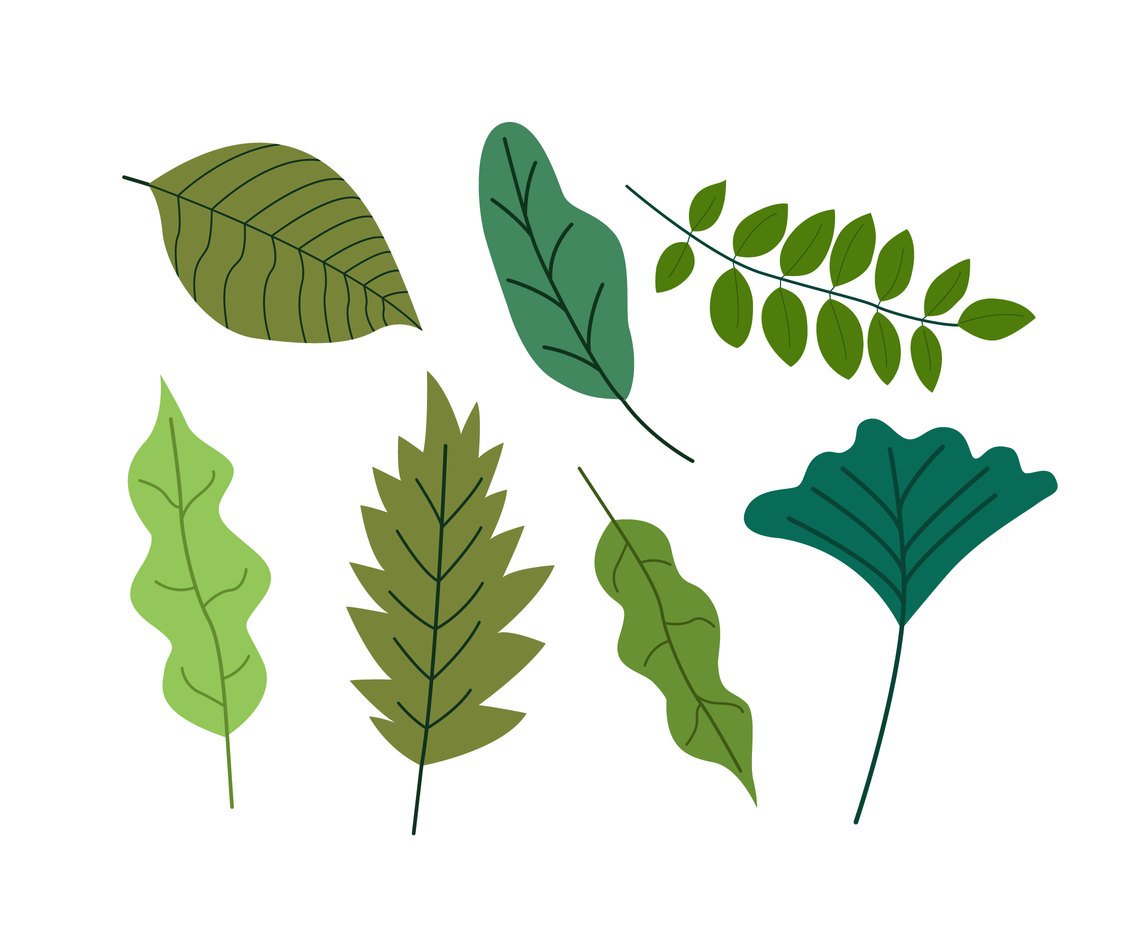 Flat Green Leaves Clipart Vector Vector Art  Graphics 
