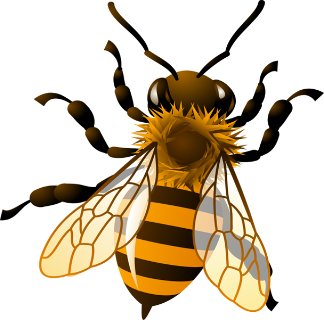 Free Honey Bee Clipart, Download Free Honey Bee Clipart png images