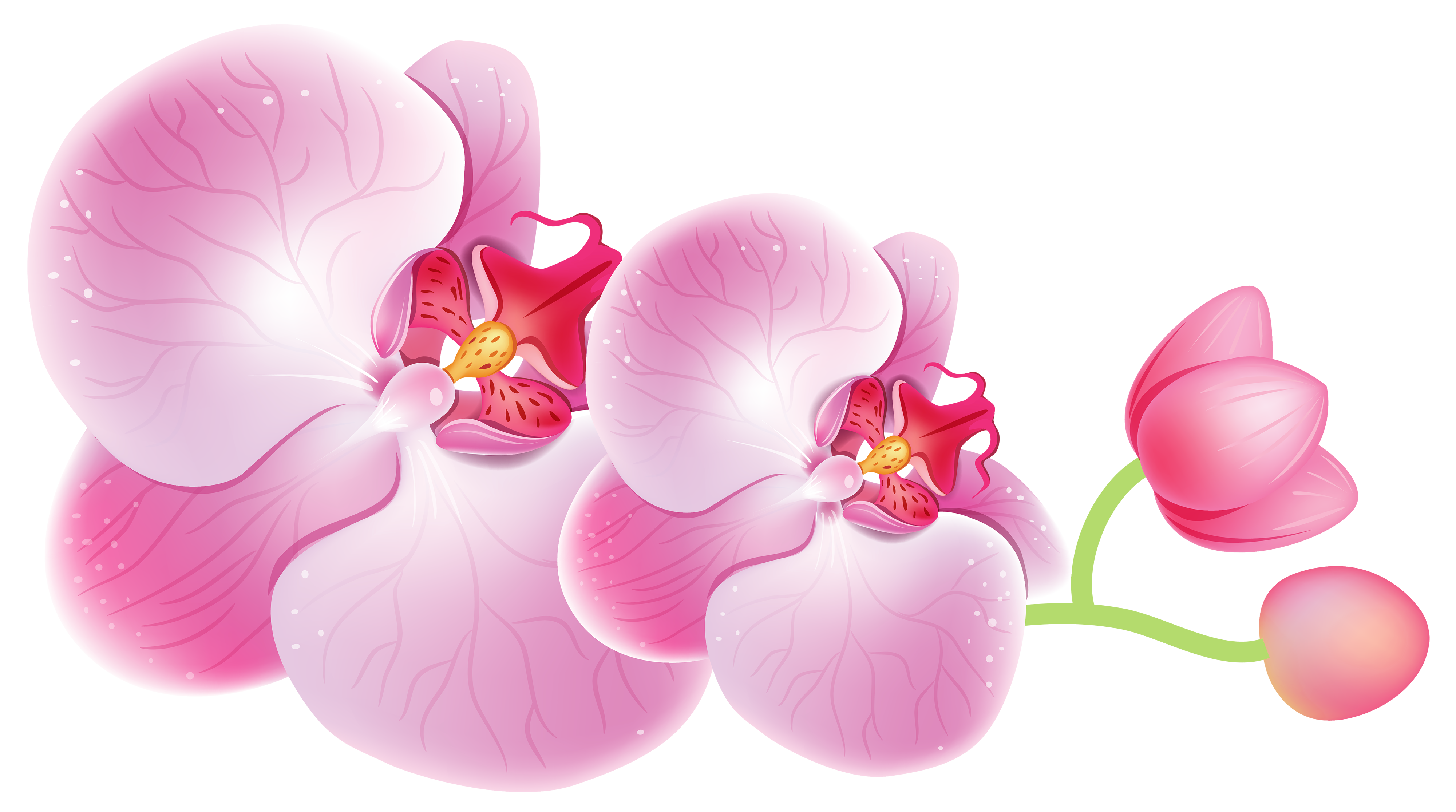 Free Orchid Flower Cliparts, Download Free Orchid Flower Cliparts png