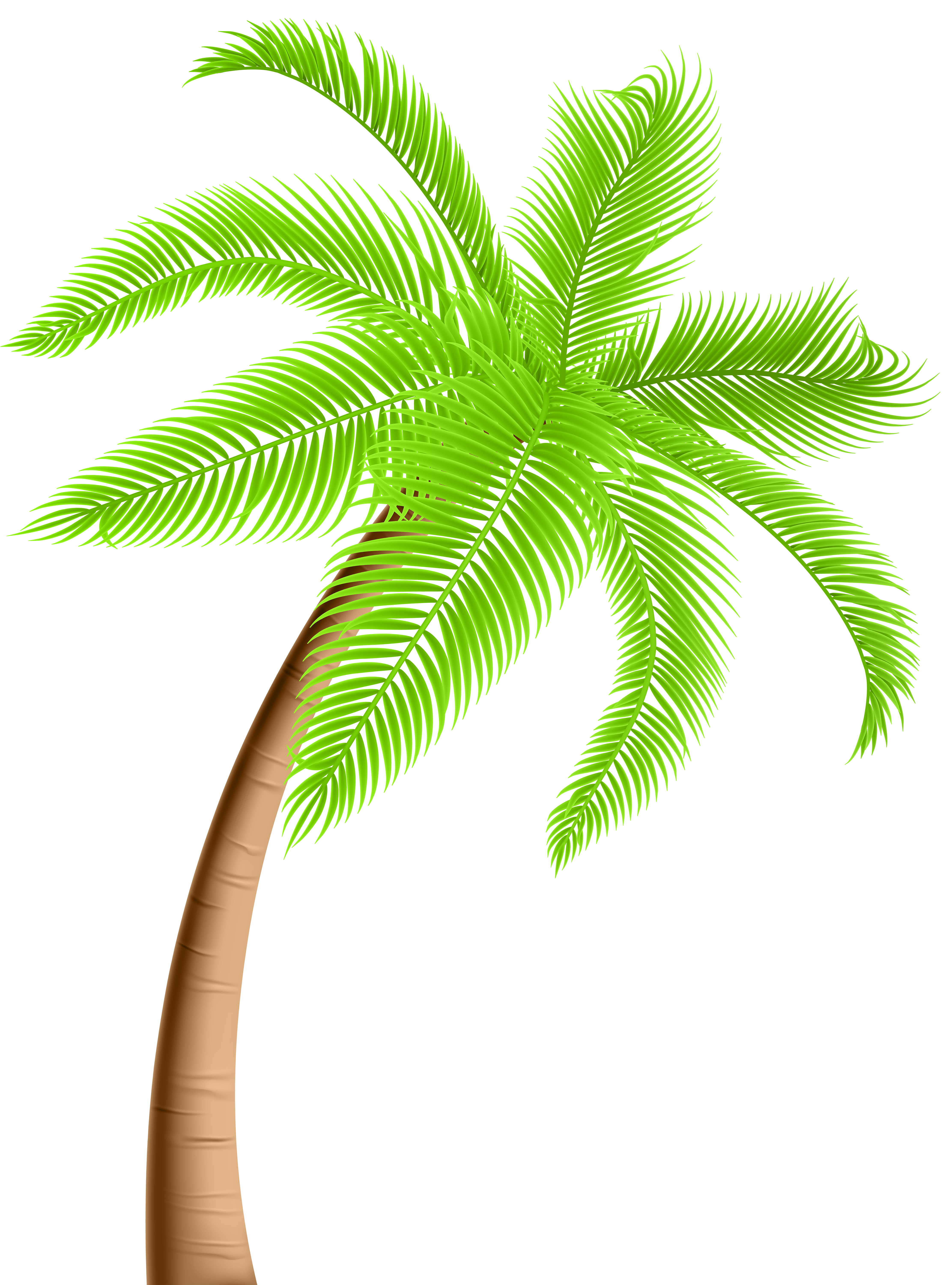 Palm Tree PNG Clip Art | Gallery Yopriceville - High-Quality 