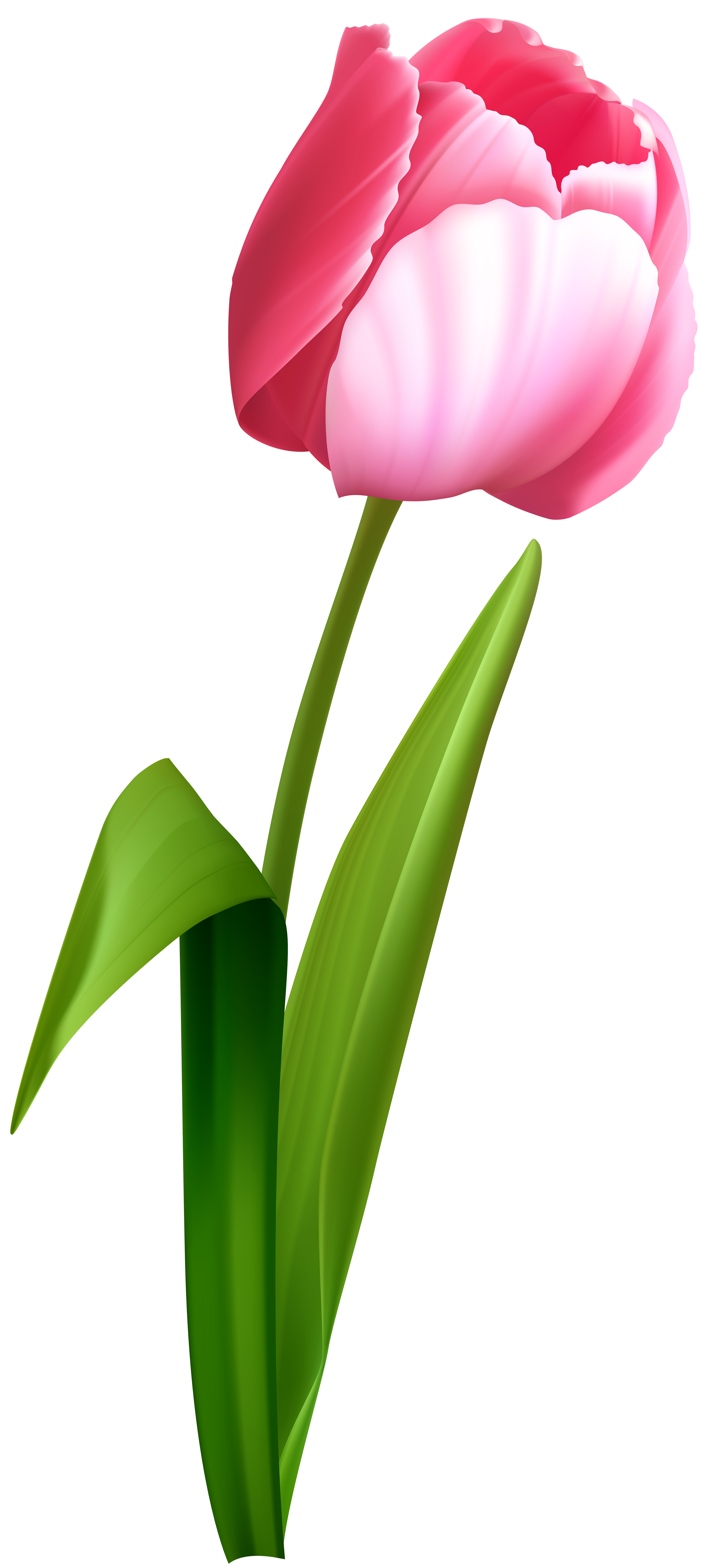 Pink Tulip Clip Art Image | Gallery Yopriceville - High-Quality 