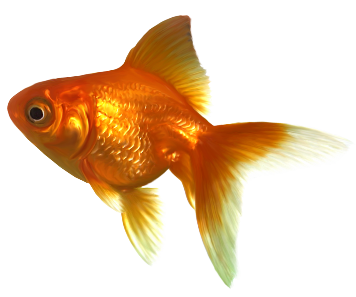 Realistic Goldfish PNG Clipart - Best WEB Clipart
