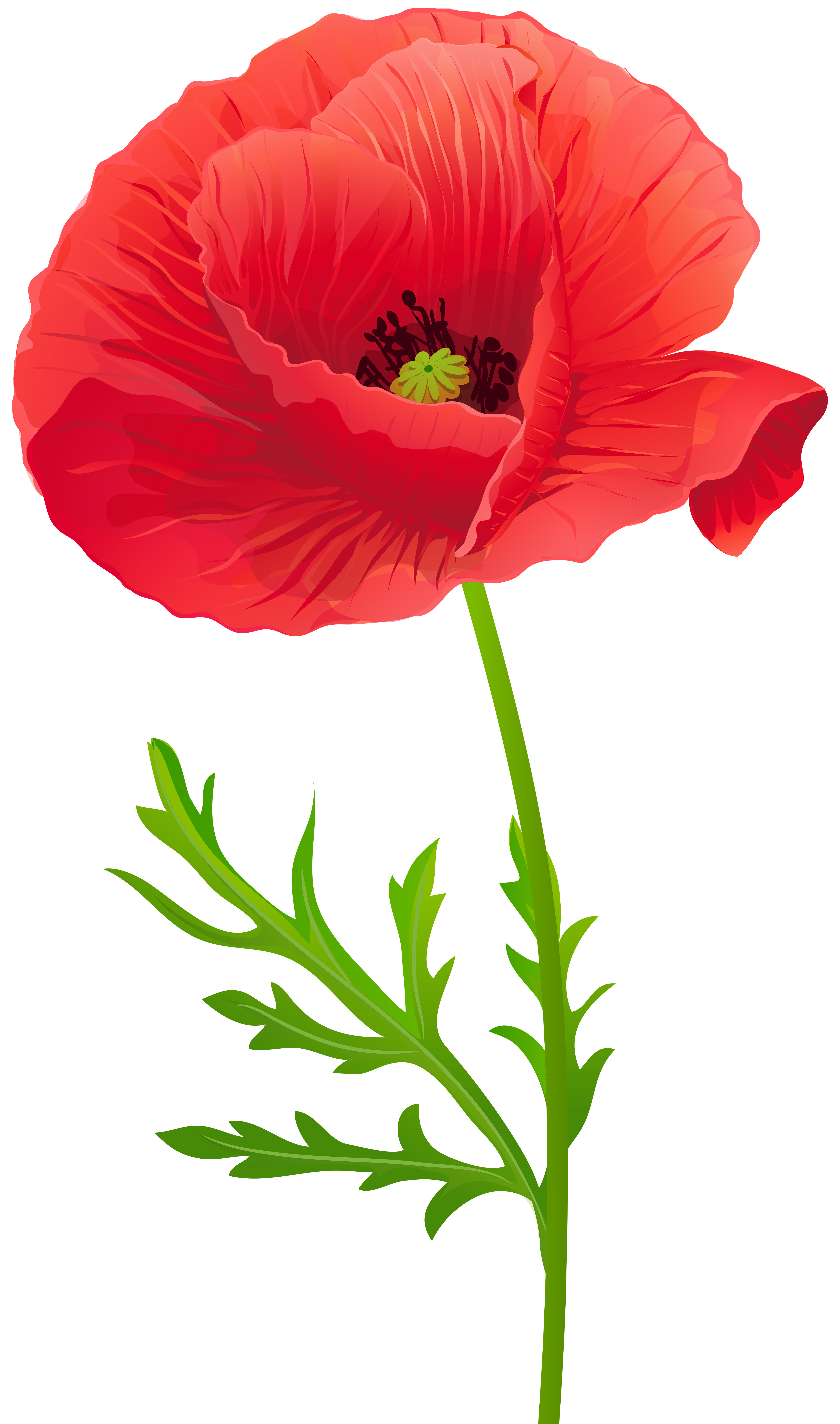 Free Red Poppy Cliparts, Download Free Red Poppy Cliparts png images