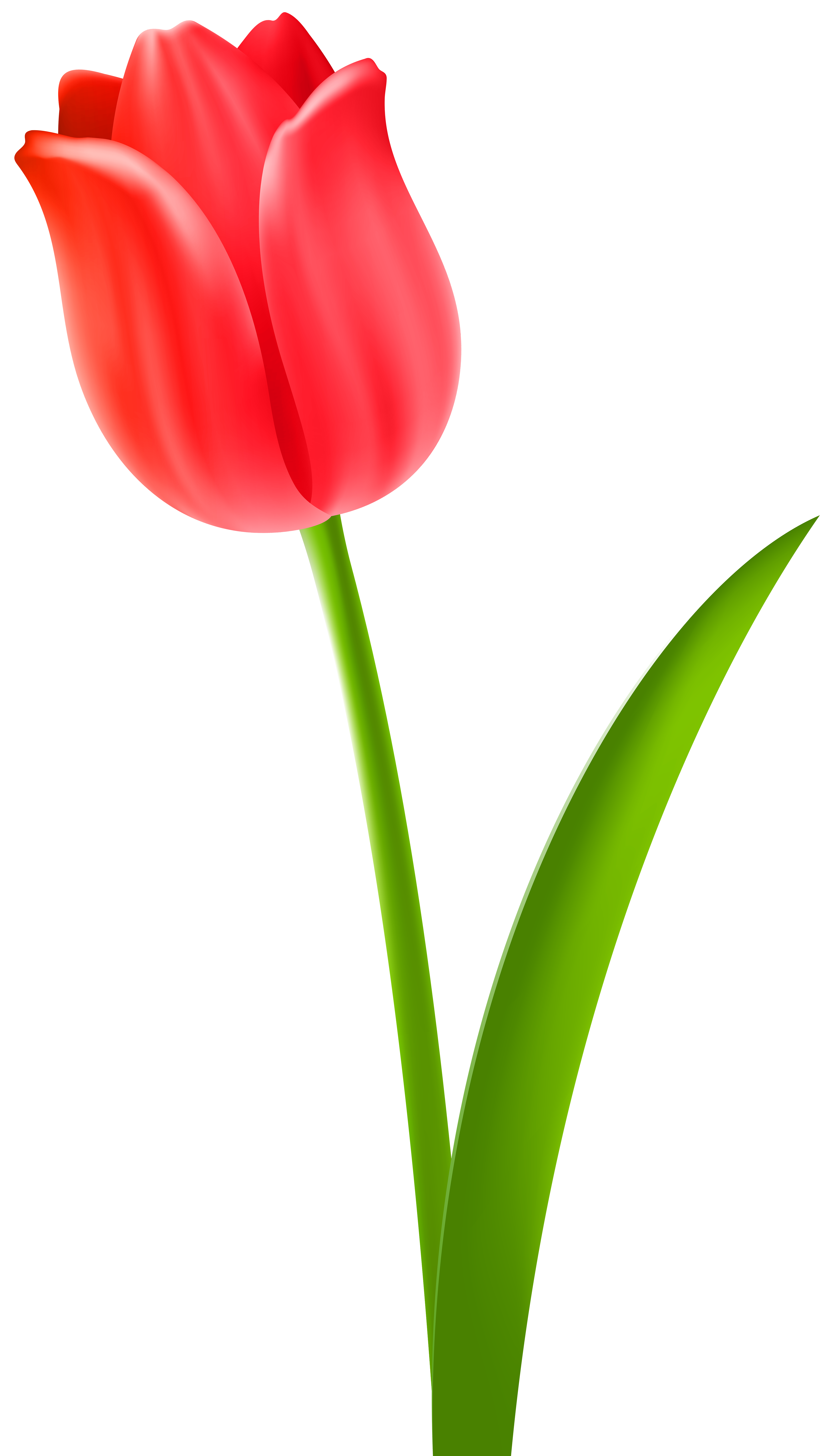 Red Tulip Transparent Clip Art Image | Gallery Yopriceville 