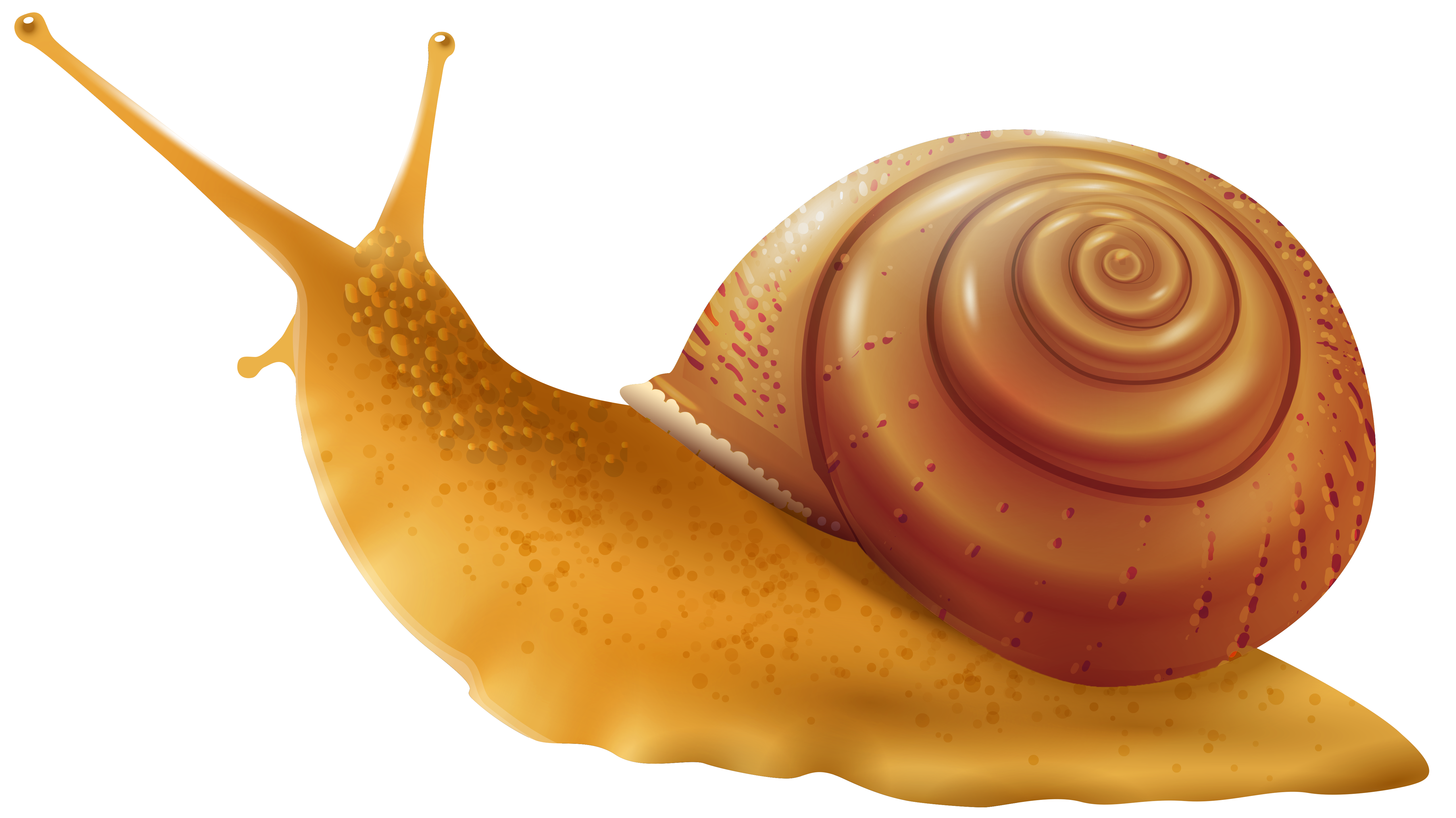 Free Snail Clipart, Download Free Snail Clipart png images, Free