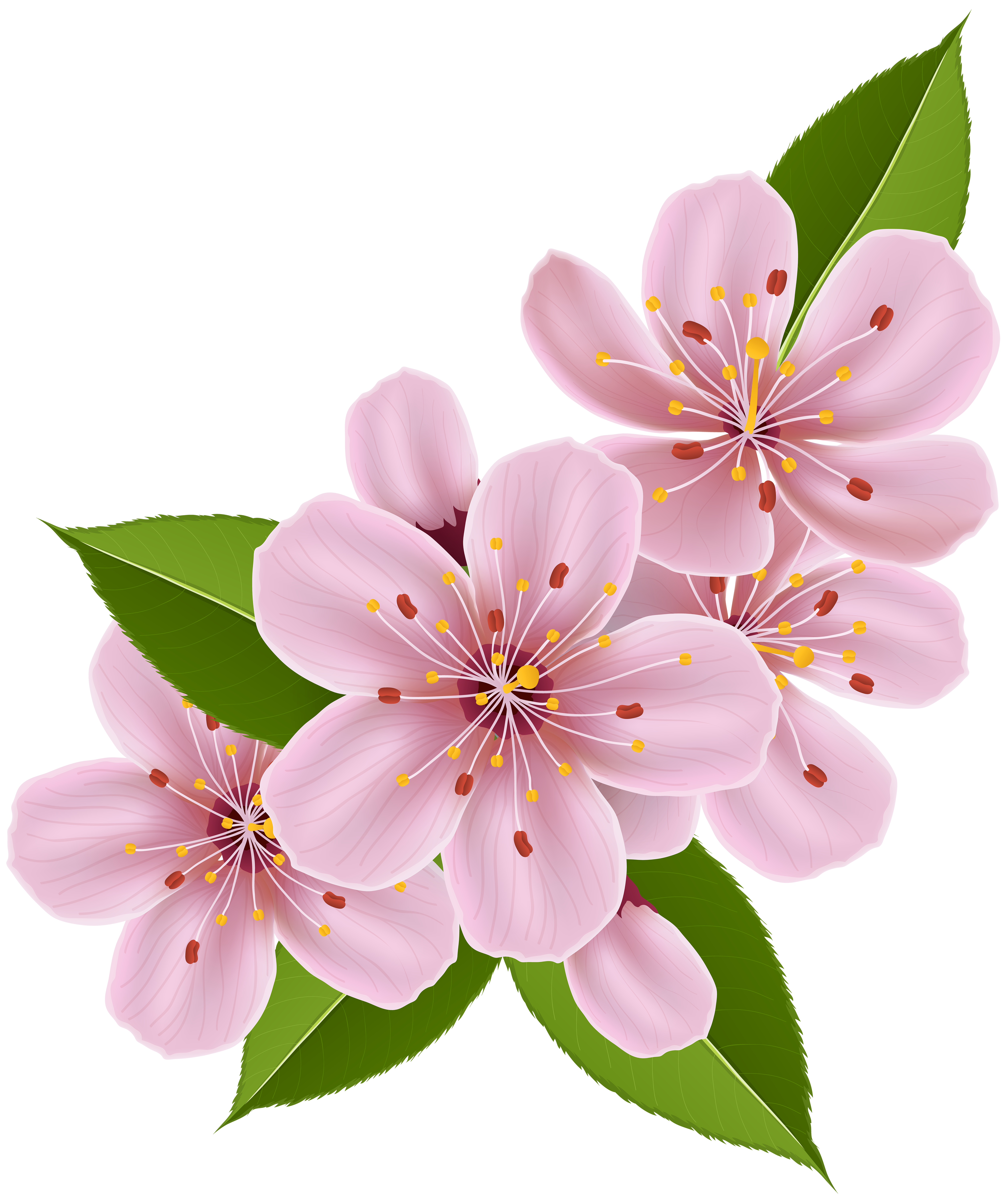 Free Cherry Blossom Clipart, Download Free Cherry Blossom Clipart png