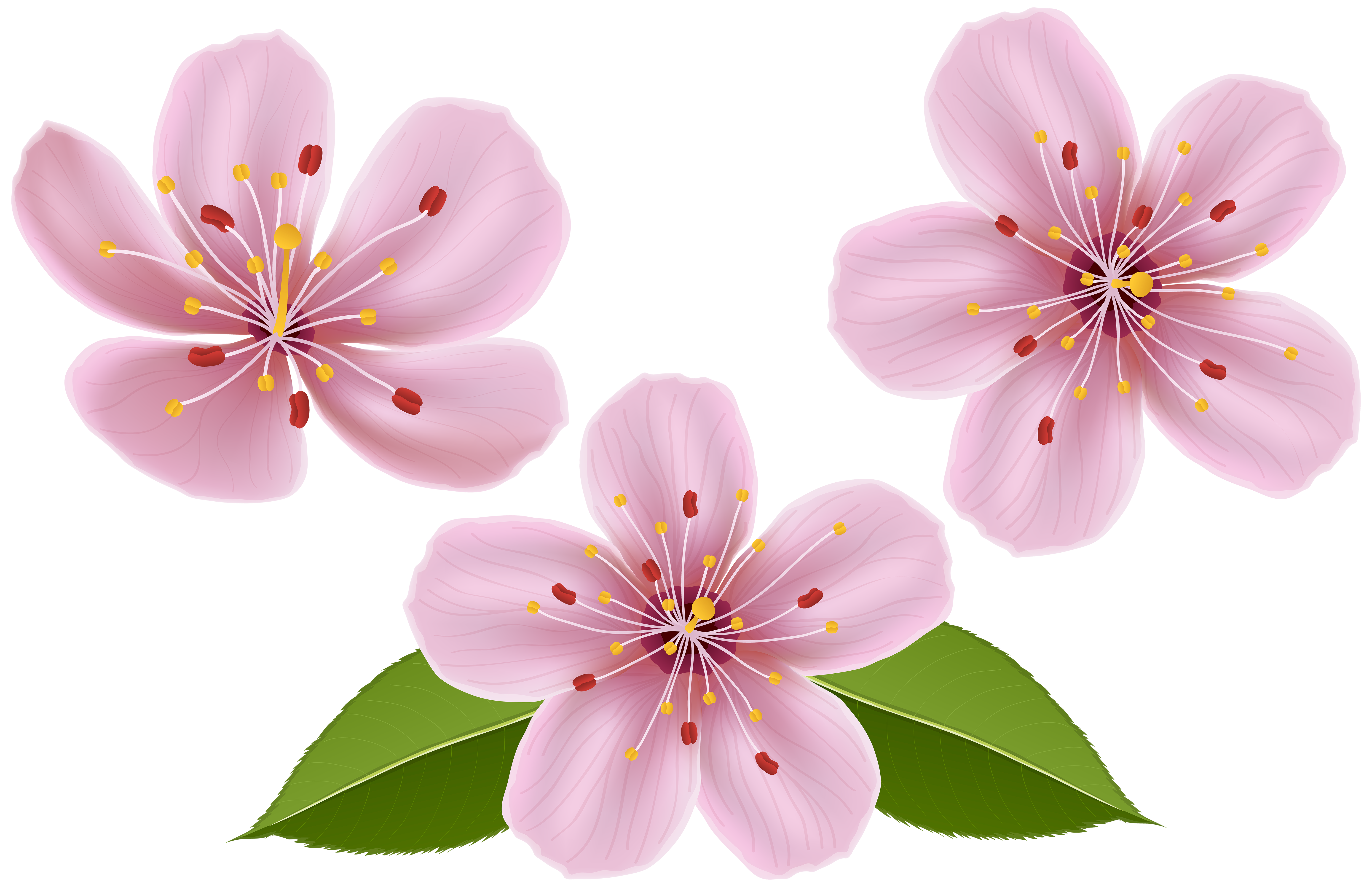 Spring Flowers Clip Art Transparent Image | Gallery Yopriceville 