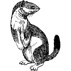 Stoat clipart, cliparts of Stoat free download 