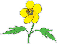 Search Results for buttercup - Clip Art - Pictures - Graphics 