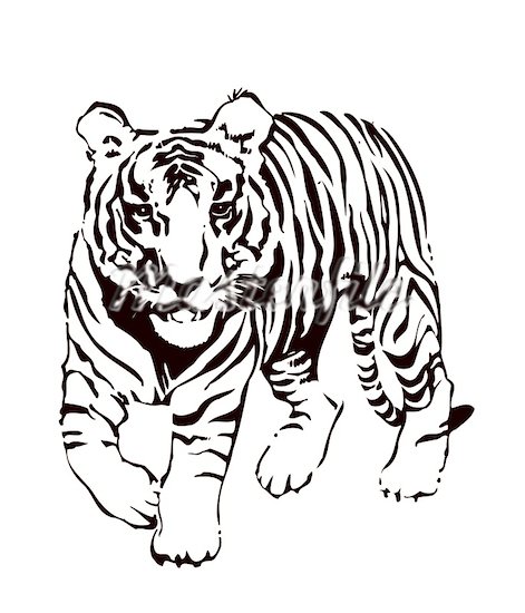Tiger black and white tiger face clip art free 