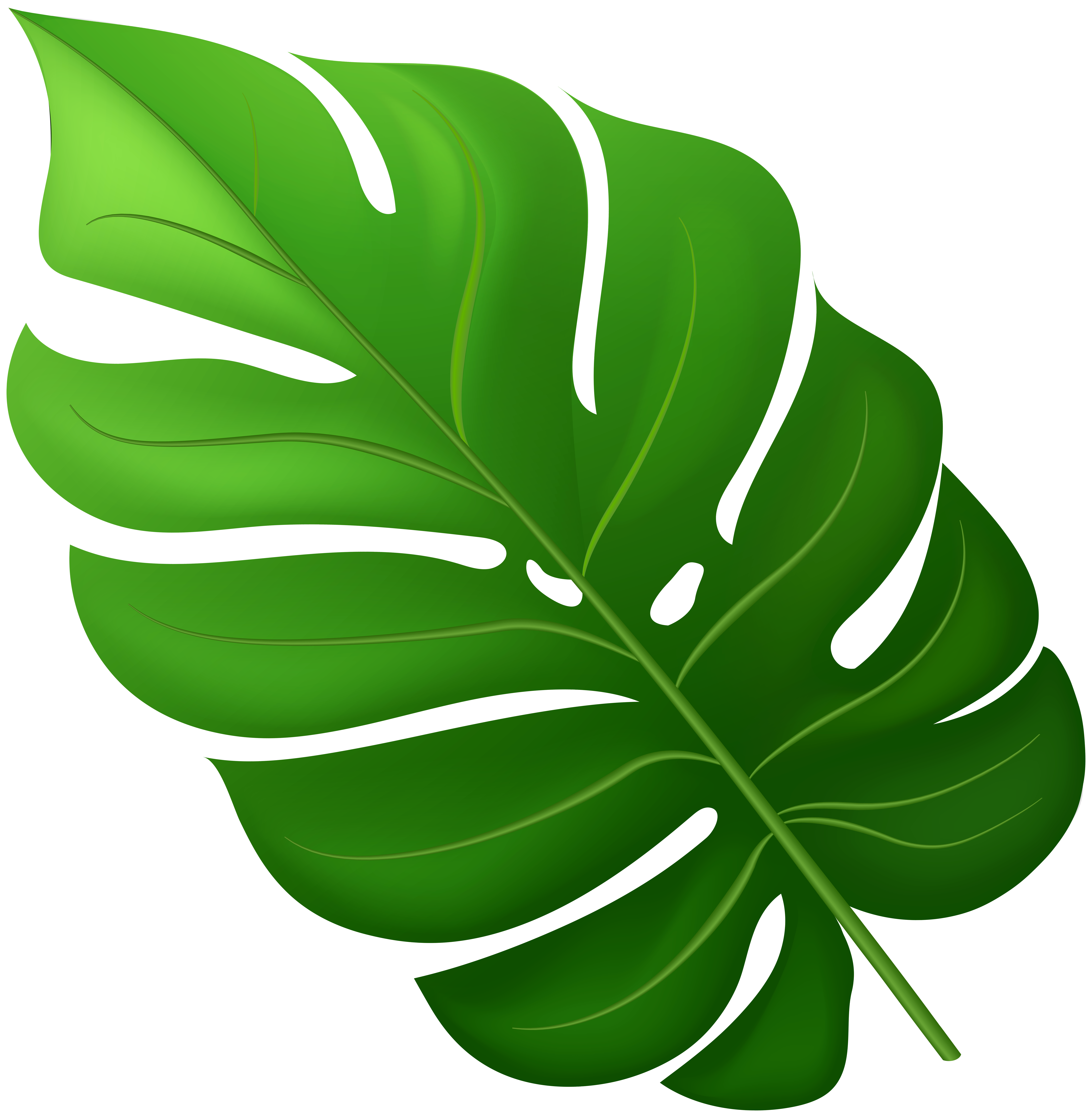 Tropical Leaf PNG Clipart | Gallery Yopriceville - High-Quality 
