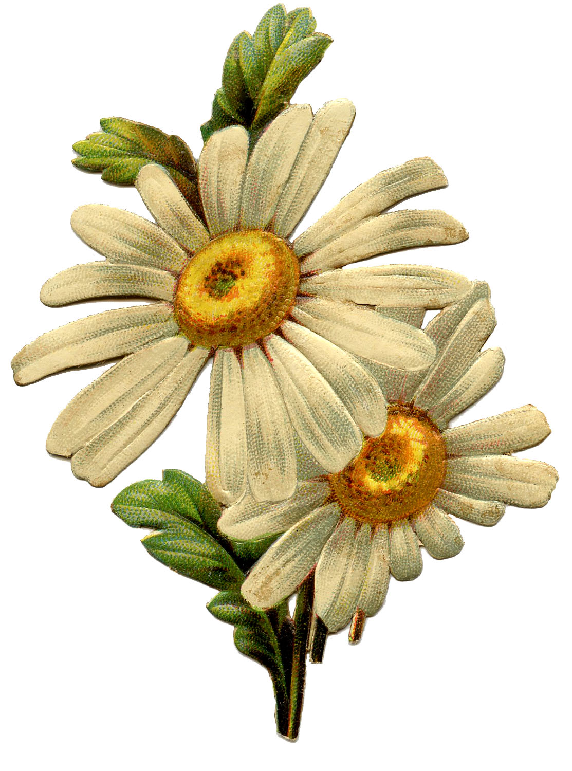12 Daisy Images - Lovely! - The Graphics Fairy