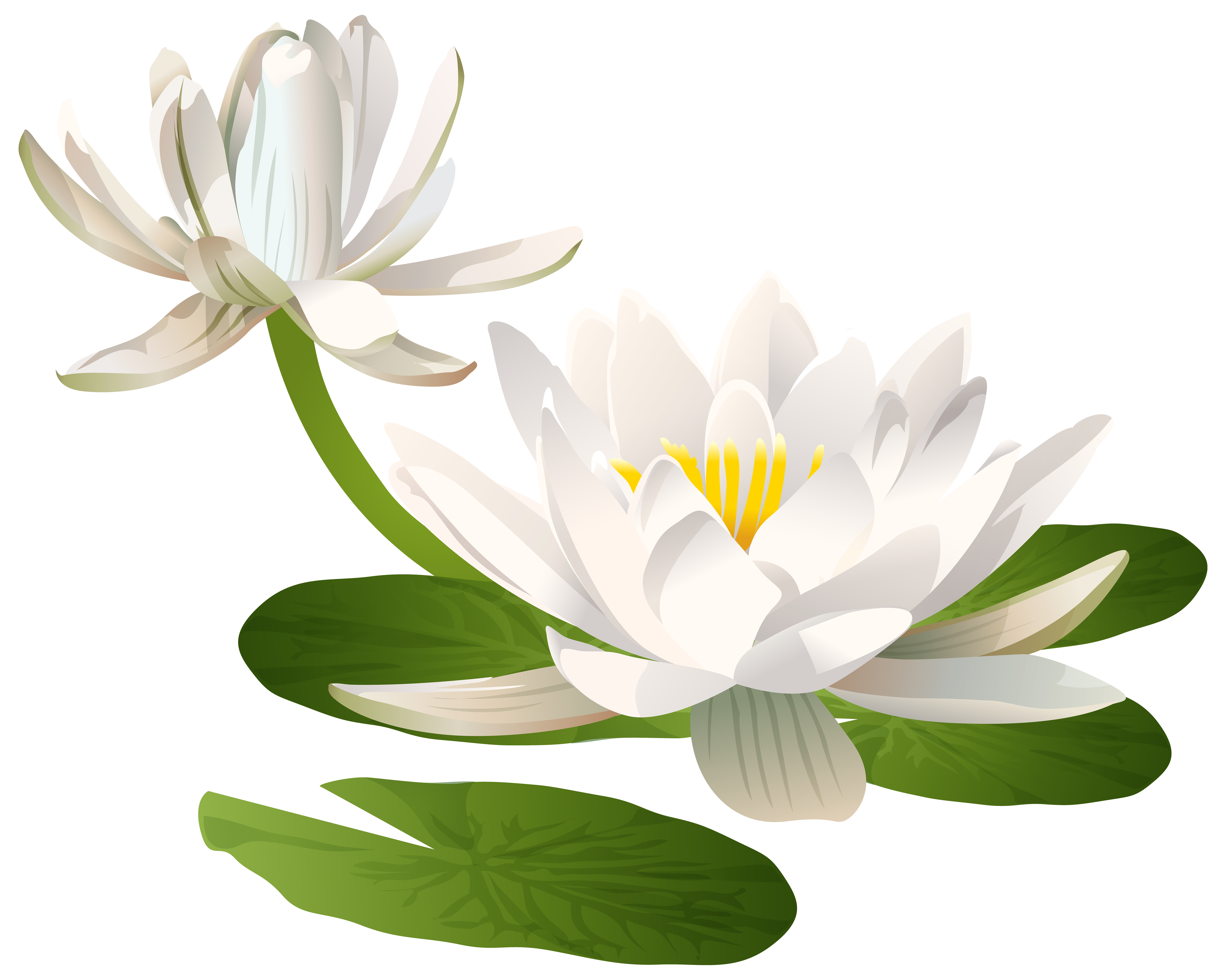Water Lily PNG Clip Art Image - Best WEB Clipart