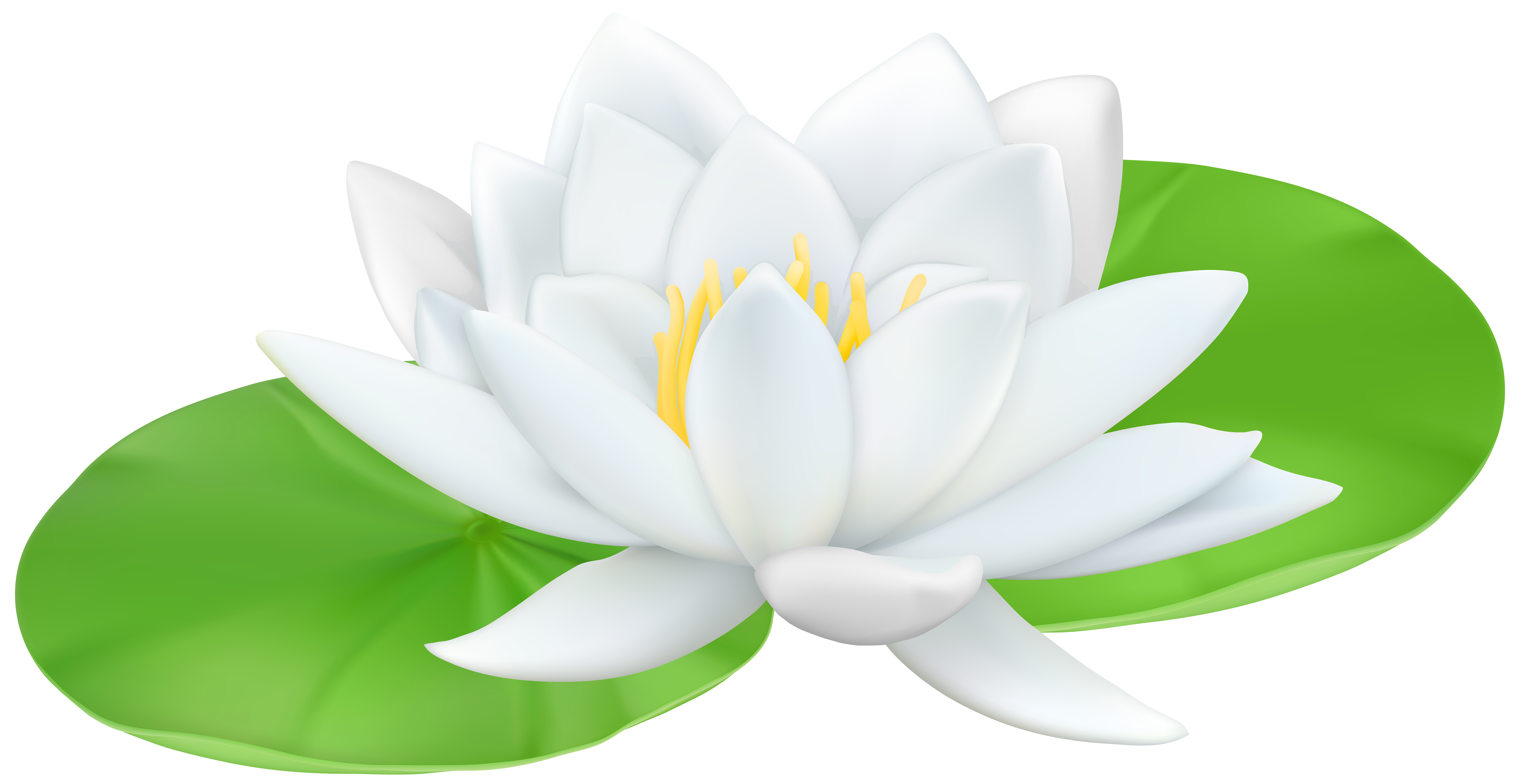 Water Lily Transparent PNG Clip Art Image | Gallery Yopriceville 