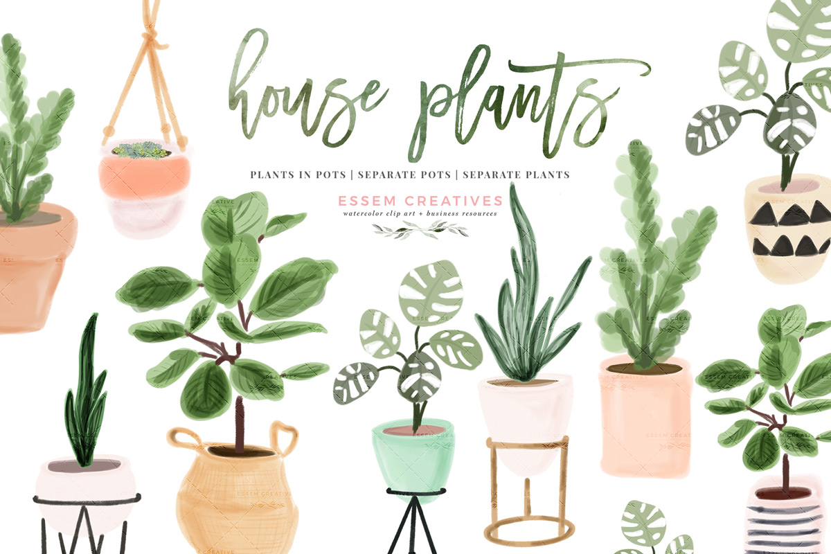 House Plants That Never Die Indoor Plant Illustrations! - Essem 