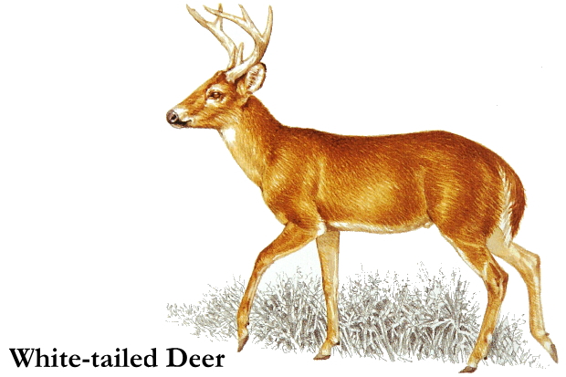 White tailed deer clipart 