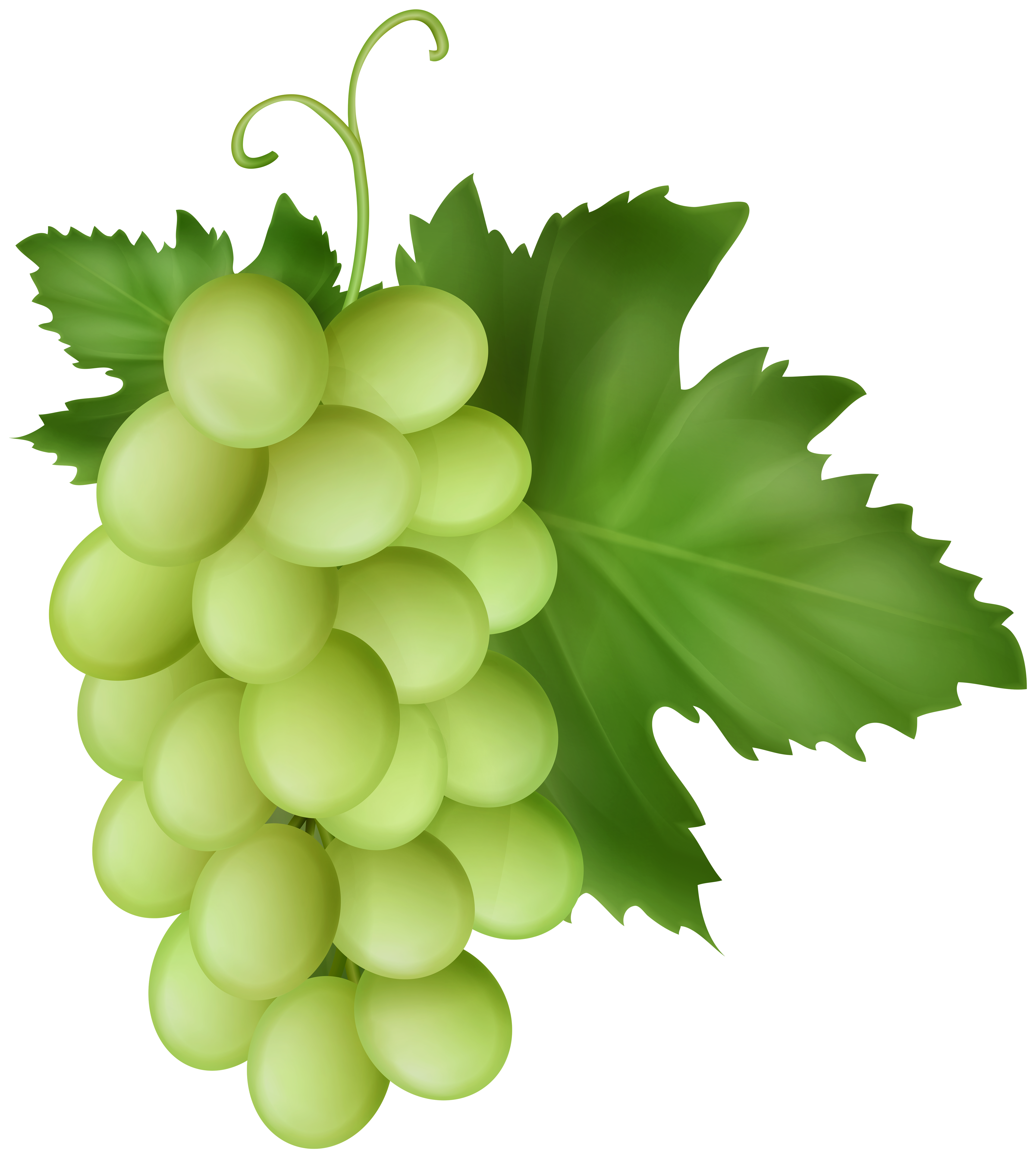 White Grapes Transparent Image | Gallery Yopriceville - High 