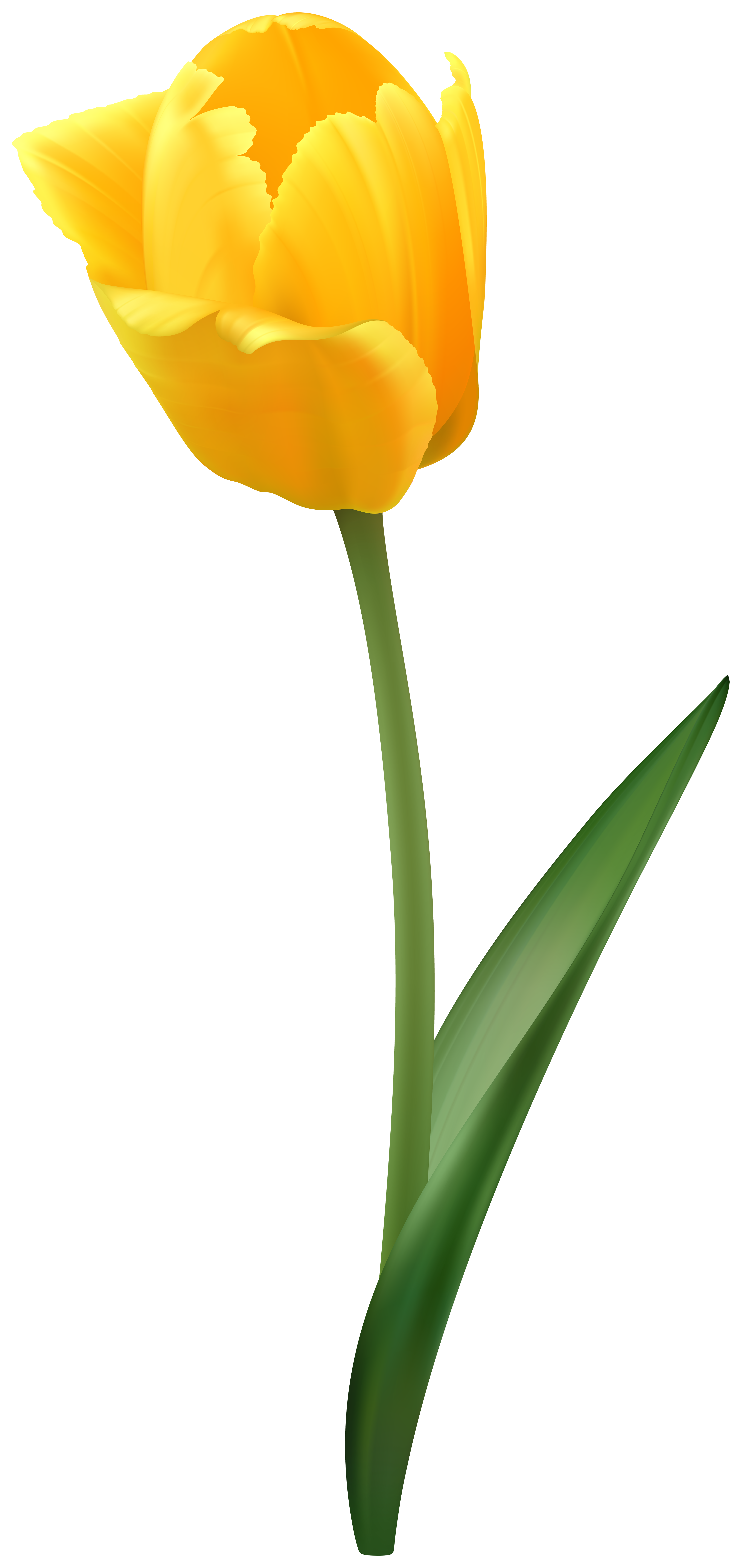 Yellow Tulip Flower Transparent Image | Gallery Yopriceville 