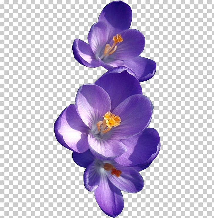 african violet flower png - Clip Art Library