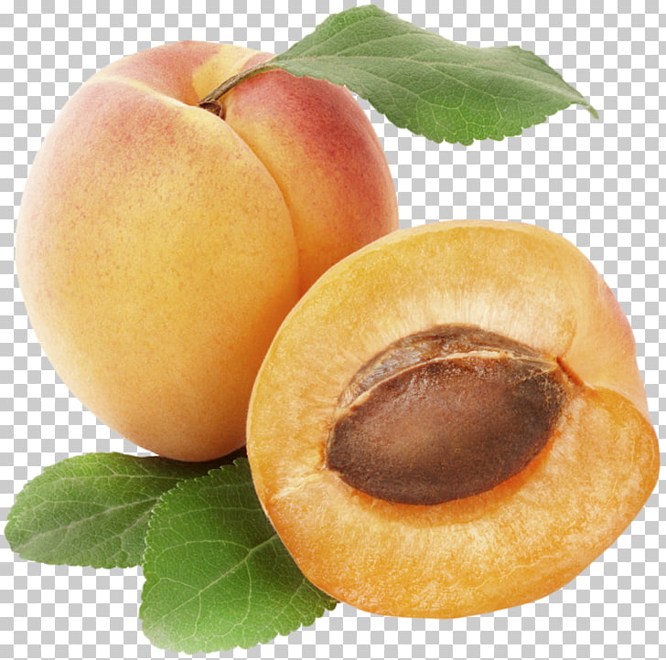 Apricot Fruit , Apricot PNG clipart | free cliparts 